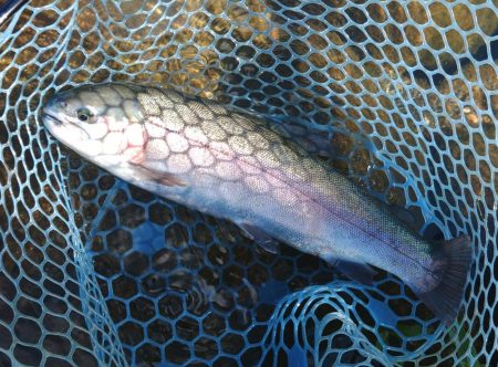 たくさん釣れました ～フィシングパーク高島の泉～